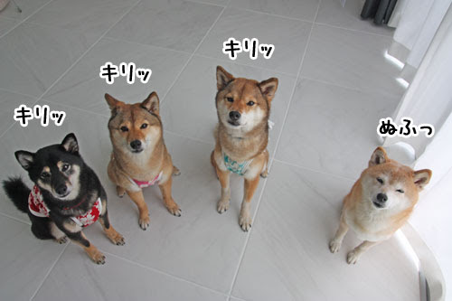 100以上 柴犬 たぬき顔 きつね顔 柴犬 たぬき顔 きつね顔 見分け方 ダンベル何キロ持てる アニメ画像