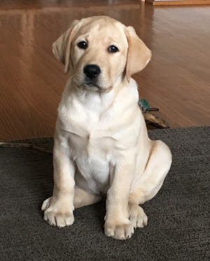 English labrador puppies near me. Lab Retriever Puppies Near Me Cheap Buy Online