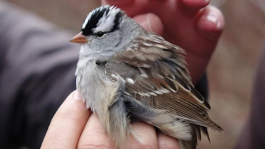 Des pesticides perturbent la boussole interne des oiseaux, selon une étude