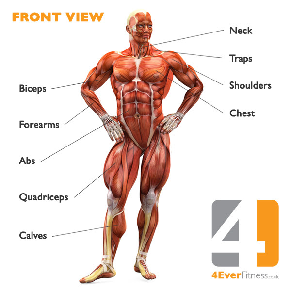 Posted on june 7, 2016 by admin. Human Body Muscle Diagram 4ever Fitness