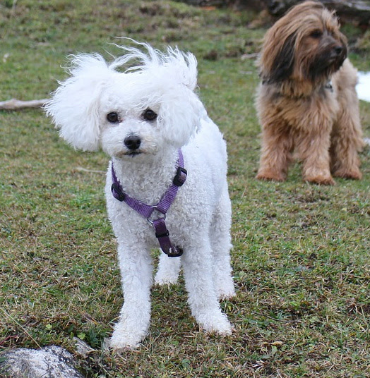 They can be curly there are so many long haired dogs to choose from. Small White Curly Haired Dog Cheap Online