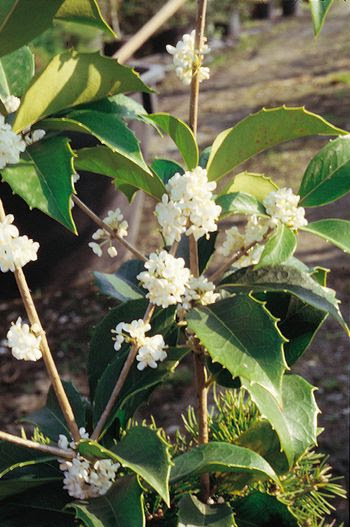 Giardini di piante spinose dai fiori profumati luoghi con fiori spinosi: Osmanthus Arbusto Che Profuma Il Giardino In Autunno