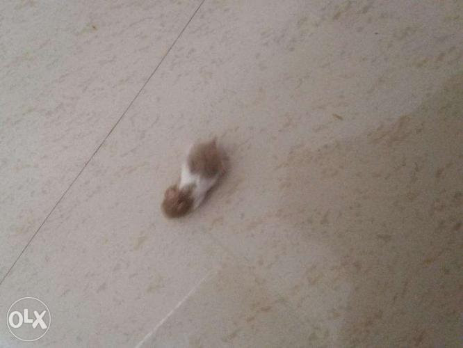 Just paste your jpeg photo in the input area and you will instantly change its quality. Hamster Picture 835 1000 Jpg Mechanochemical Evolution Of The Giant Muscle Protein Titin As Inferred From Resurrected Proteins Nature Structural Molecular Biology A Wide Variety Of Hamster Picture Options Are