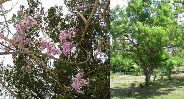 For example, ofws who want to settle in. Species Highly Recommended For Planting Institute Of Environmental Science For Social Change