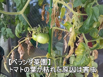 √99以上 トマト 葉 茶色 枯れる 279670