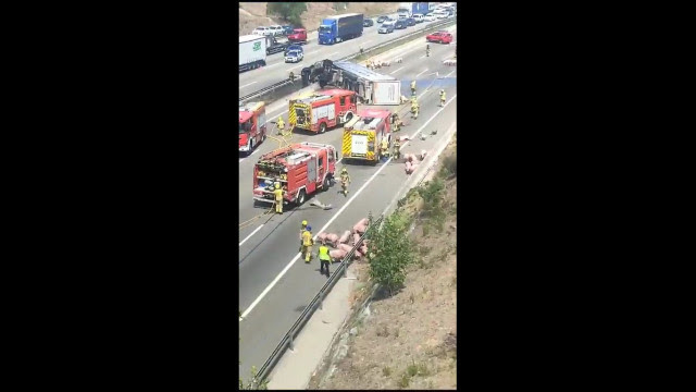Acidente com caminhão 'liberta' porcos em rodovia na Catalunha. Veja