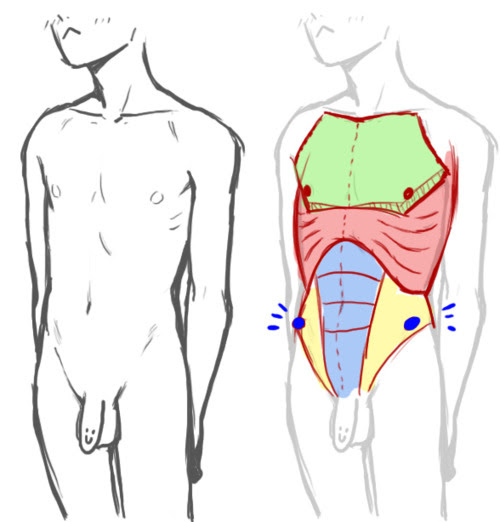 All the best torso anatomy drawing 36+ collected on this page. Male Torso Drawing Free Download On Clipartmag