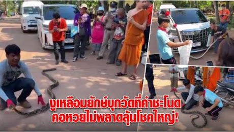 บ้านเมือง - งูเหลือมยักษ์บุกวัดที่คำชะโนด คอหวยไม่พลาดลุ้นโชคใหญ่!