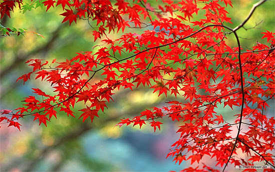 驚くばかりデスクトップ 壁紙 紅葉 花の画像