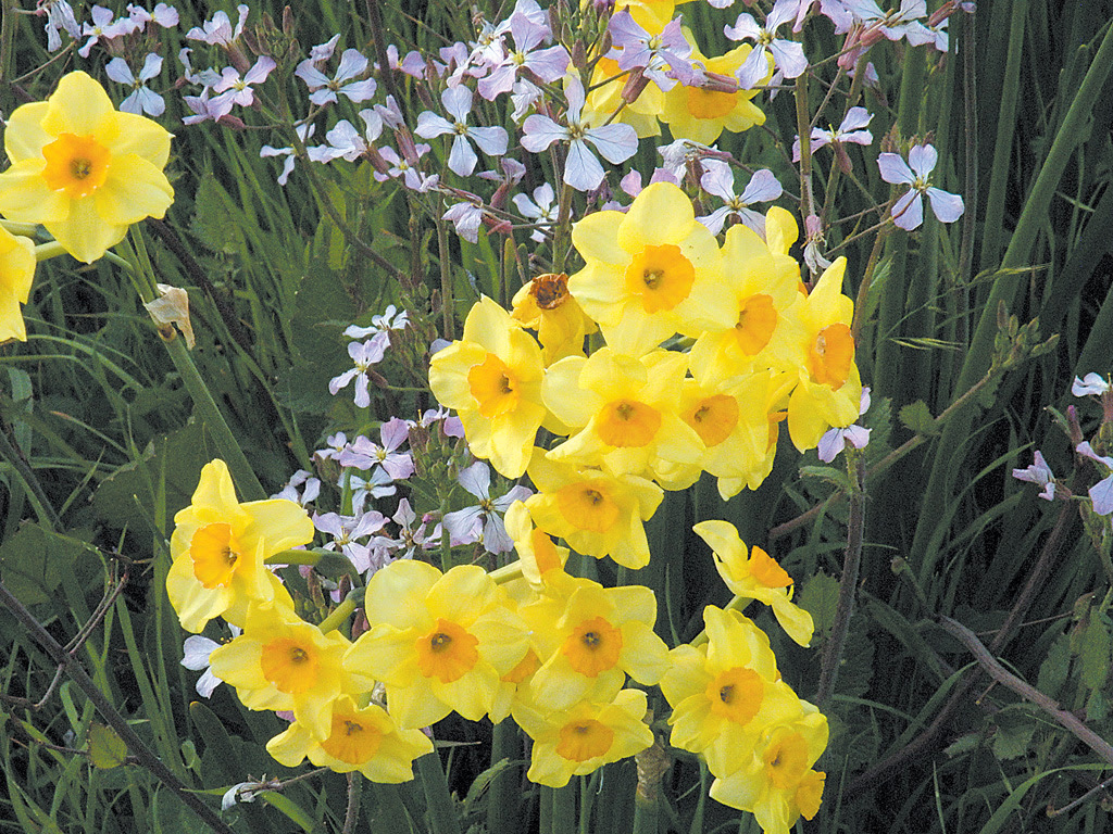 Daffodil double white plant information totalgreen holland. Pacific Horticulture Filoli S Daffodil Collection