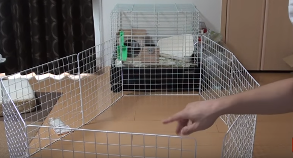 動物画像無料 トップ100うさぎ サークル 自作