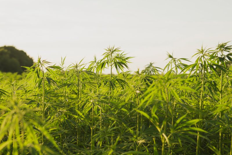 Projeto de produção de cannabis vai criar 50 postos de trabalho em Campo Maior