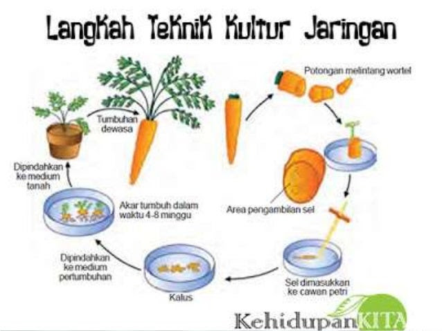 Contoh Hewan Hasil Evolusi - The Exceptionals