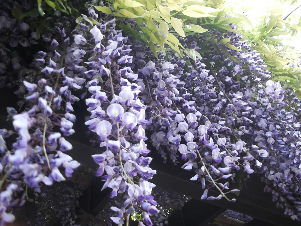 最高かつ最も包括的なフリー 藤 壁紙 最高の花の画像