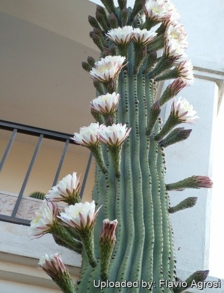 It has potent hallucinogenic properties. Trichocereus Terscheckii