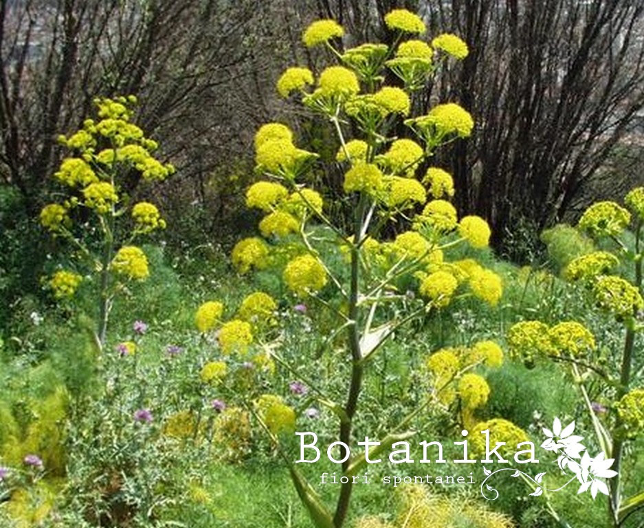 Vegetazione spontanea con fiore giallo. Fiori E Arbusti Della Macchia Mediterranea Ferula Communis L