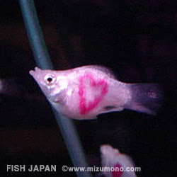 驚くばかり熱帯魚 人気 すべての魚の画像
