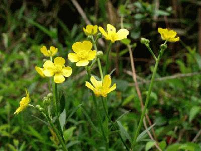 愛されし者 キンポウゲ 花言葉 500 トップ画像 Hd