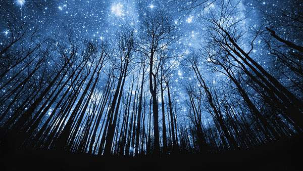 すべての美しい花の画像 元のデスクトップ 壁紙 星空 高画質 フリー
