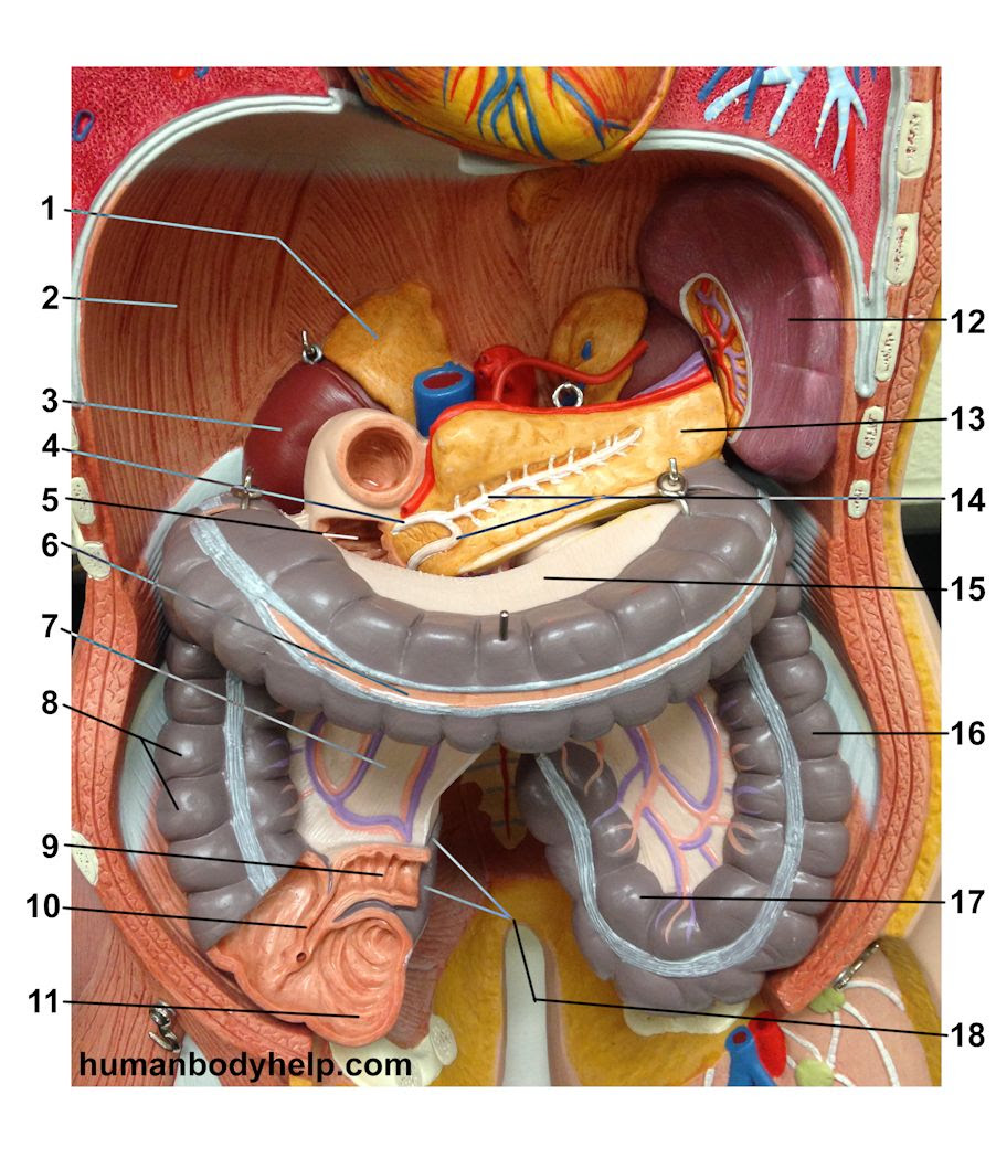 Upper Torso Anatomy - Skeletal System - Labeled Diagrams ...