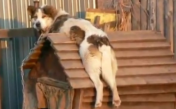 動物画像無料 驚くばかり可愛い 犬 小屋
