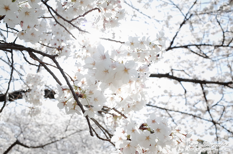 すべての美しい花の画像 50 素晴らしい白い 桜