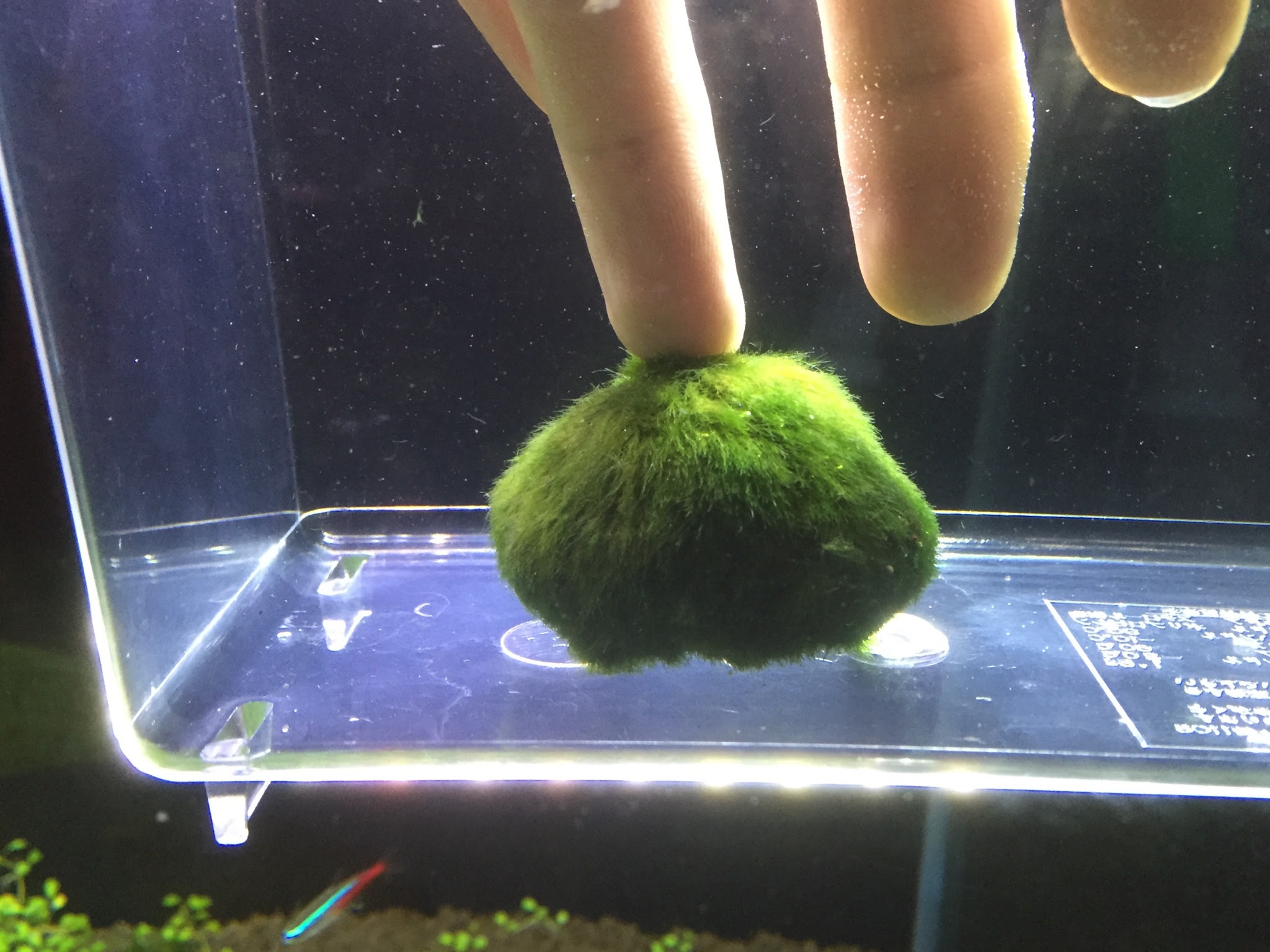 激安通販 国産マリモ 約１cm 無農薬 癒しのマリモ 100個 魚用品 水草 Www Mindthead Com