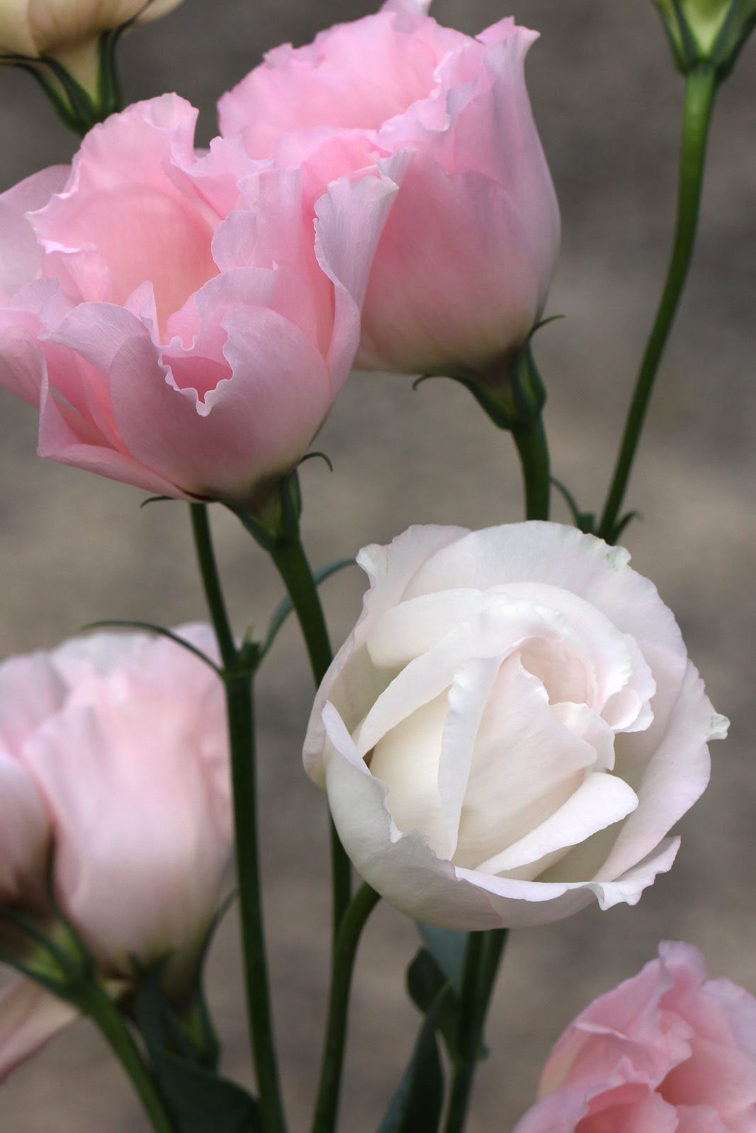 美しい花の画像 元のトルコ キキョウ 花 言葉 白