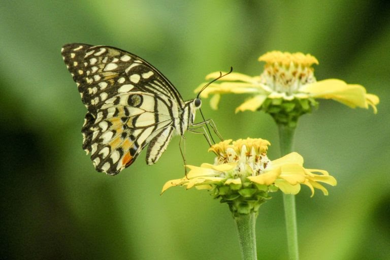  Gambar  Sketsa Kupu  Kupu  Hinggap  Di  Bunga  Mawar 6 Ciri 