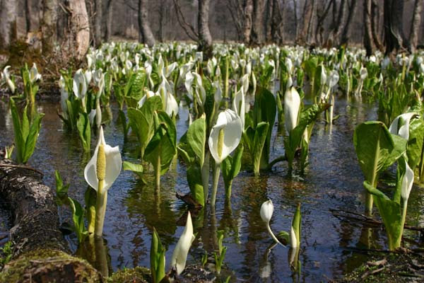 新鮮な水芭蕉 花言葉 すべての美しい花の画像