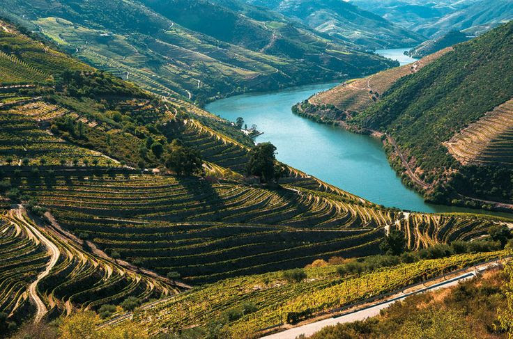 Vinhedos
                                                          do Douro,
                                                          Portugal