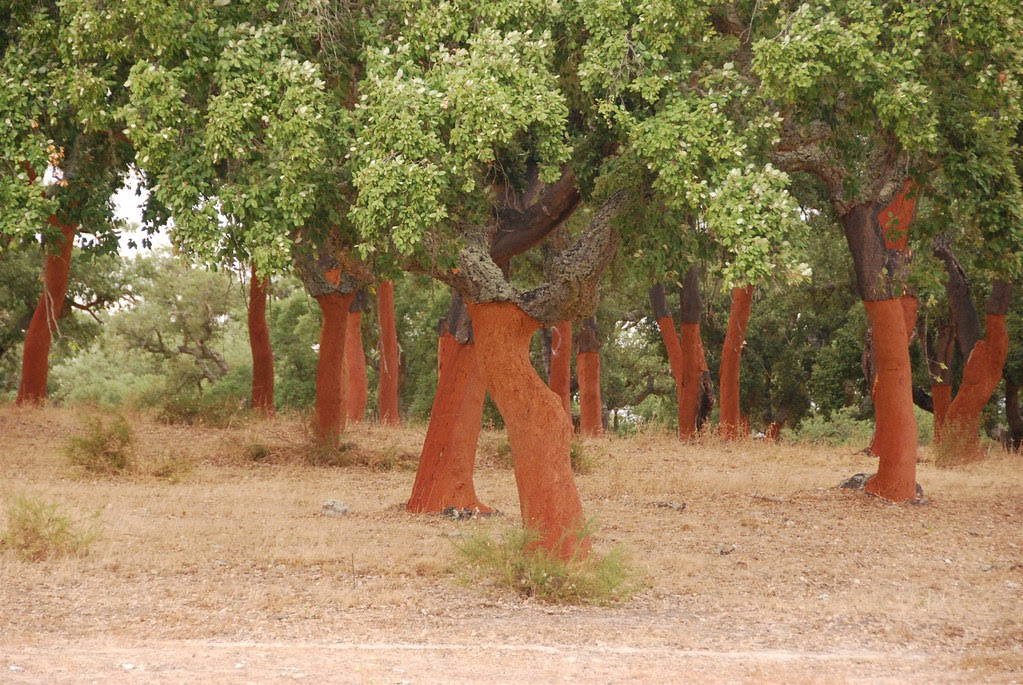 Cork Trees