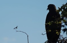 Snail Kite