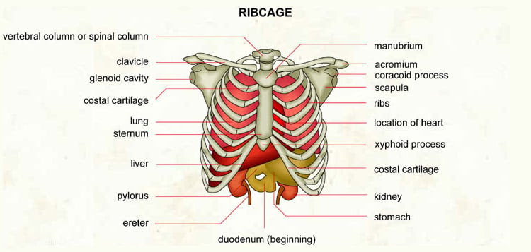 Does it make you feel like you are having a heart attack? 14 Causes Of Pain Under Right Rib Cage