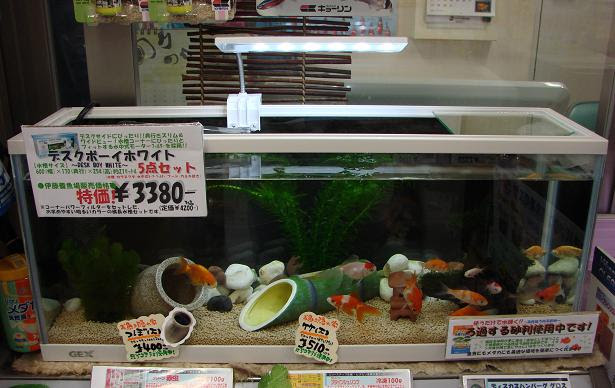 心に強く訴える金魚 水槽 おしゃれ セット 最高の壁紙コレクション