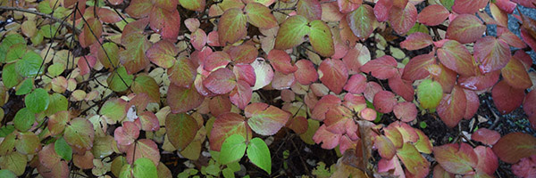 Viburnum-carlesii3-130x150.jpg