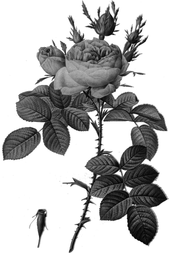 Terbaru 10+ Gambar Bunga Mawar Vektor - Richa Gambar