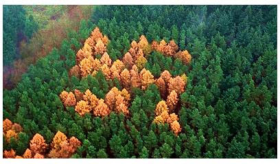 swastika_in_forest