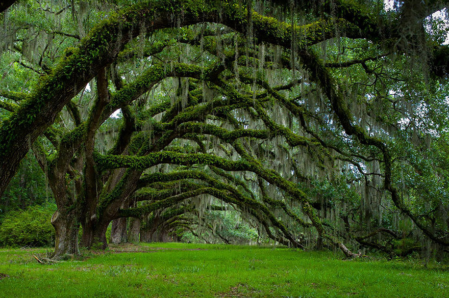 Oak trees, South Carolina by  Lee Sosby