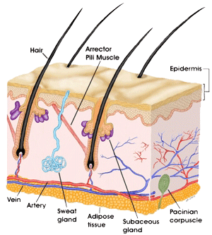 Layers of Skin