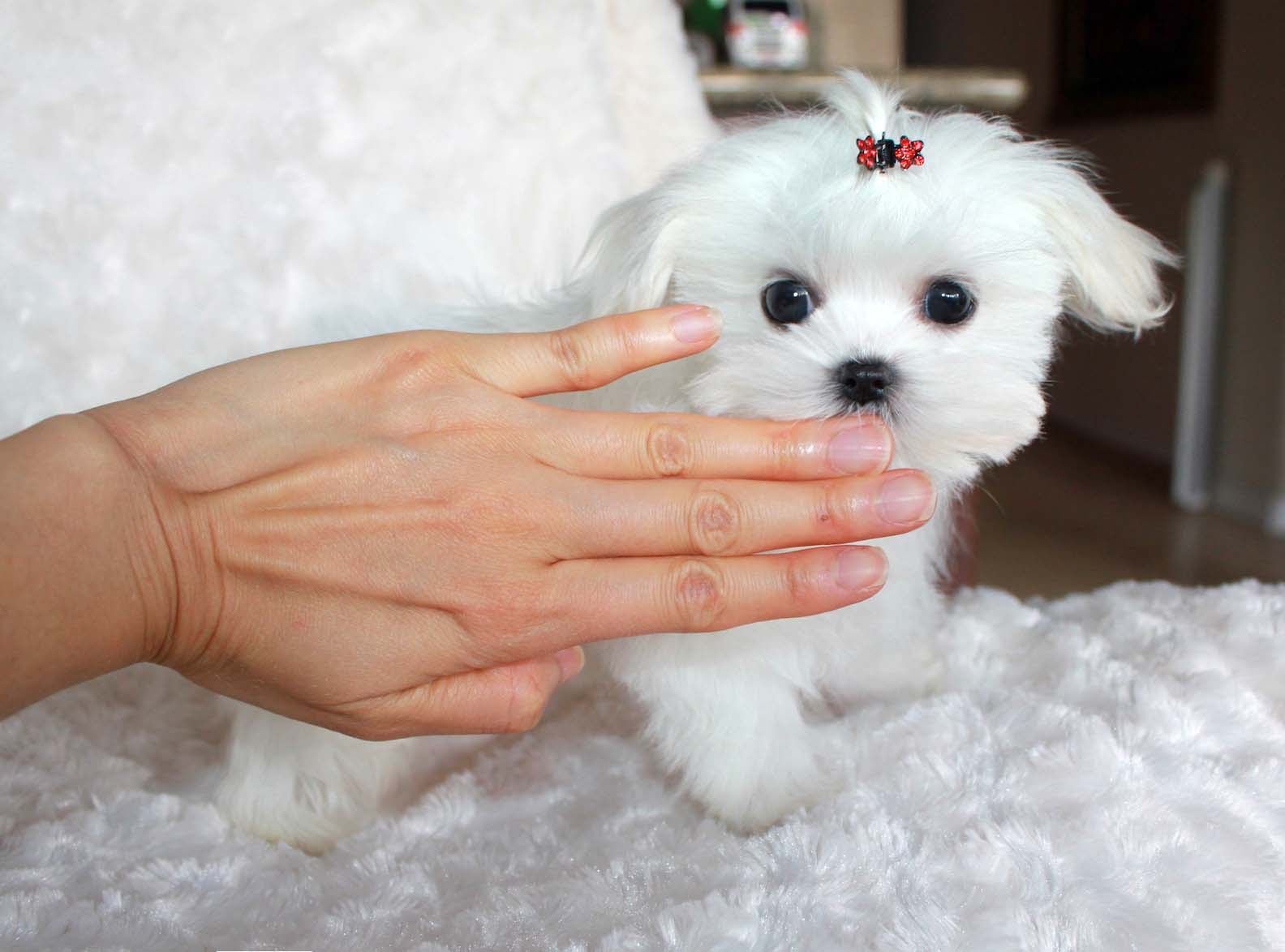 Lancaster puppies has maltese puppies for sale. Micro Teacup Maltese Puppy For Sale Buy Teacup Maltese Puppy In Los Angeles Ca Breeder Iheartteacups