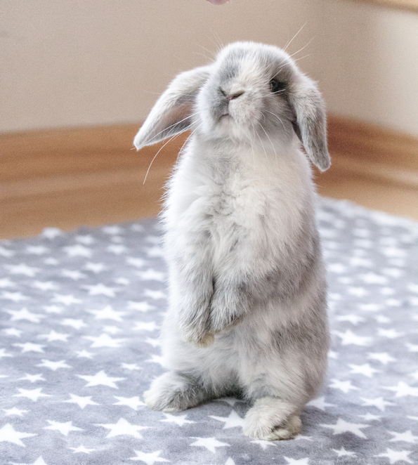 Browse our small animals and discover the joy of bringing home one of the many pets for sale at your local petco store. Aimee S Rabbitry Home