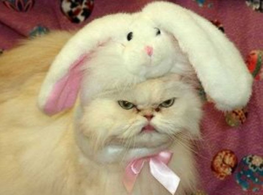 トップ100笑える 可愛い 面白い 動物 画像 インスピレーションを与える名言