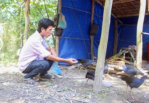 Loai chim hung du, biet trong nha nhu cho, tien trieu mot con-Hinh-3