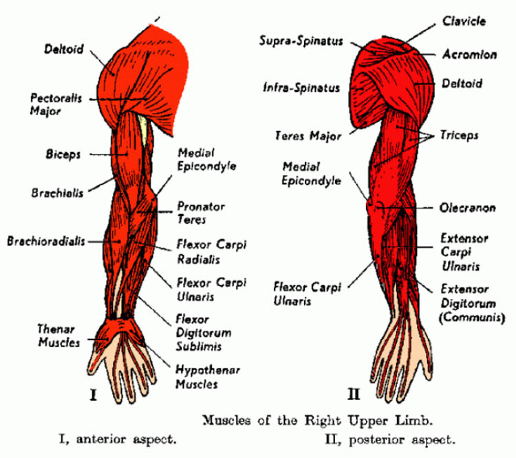 How to do bent over lateral raise. Left Arm Anatomy Anatomy Drawing Diagram