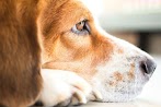 Bone Marrow Cancer Symptoms In Dogs : Uncovering The Cause Of Fever In Dogs : Most common symptoms anemia / diarrhea / head tilt / lethargy / poor appetite / weight loss.