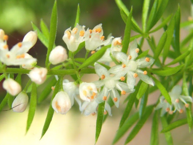 すべての美しい花の画像 50 素晴らしいアスパラガス 花言葉