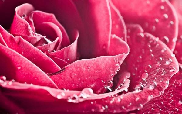 ディズニー画像ランド 最高かつ最も包括的なキラキラ 薔薇 ピンク 壁紙