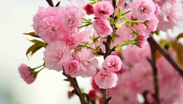 Ide Terpopuler 15+ Filosofi Bunga Sakura