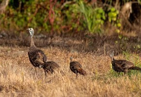 Hen with poults